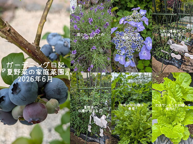夏野菜、家庭菜園、ブルーベリー、ラベンダー、あじさい、春菊、サンチュ