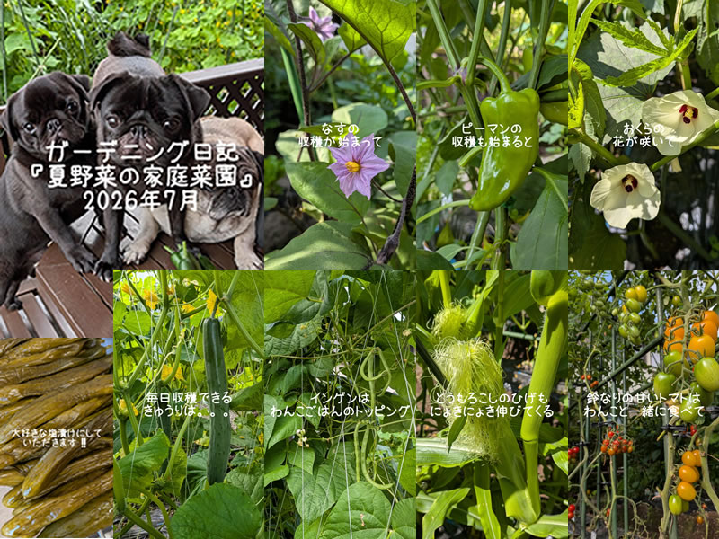 夏野菜、家庭菜園、ブルーベリー、ラベンダー、あじさい、春菊、サンチュ