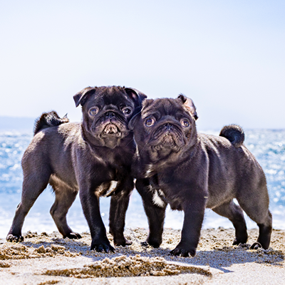 あずきとだいず,pug,パグ