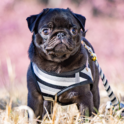 あずきとだいず,pug,パグ