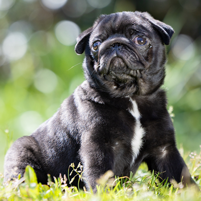 黒パグのだいず、パピー時代の想い出の撮影会は観音崎たたら浜