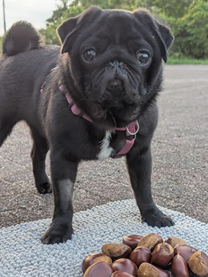 黒パグのだいず、栗拾いとドッグダンスの動画