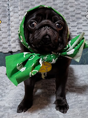 黒パグのだいず、Happy Pug、パグの日