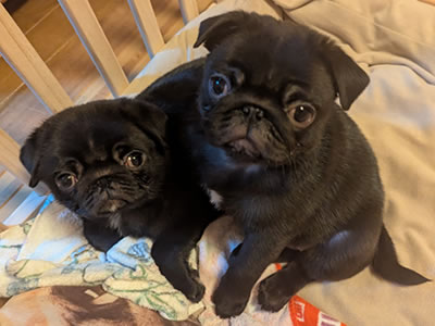 黒パグのだいずのパピー、我が家にやってきた日