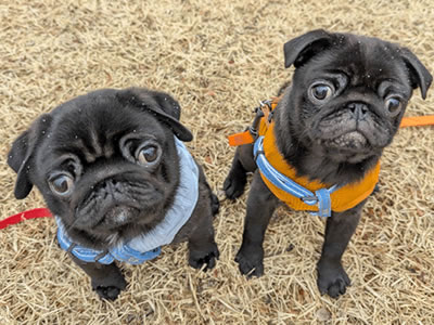 黒パグのだいず、お散歩デビュー