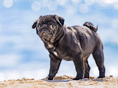 黒パグのだいず、撮影会は観音崎たたら浜
