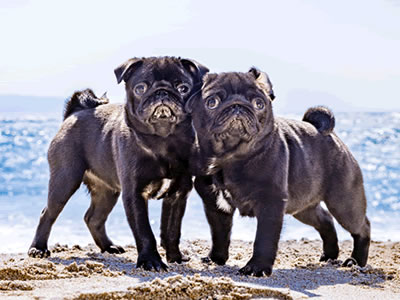 黒パグのだいず、撮影会は観音崎たたら浜