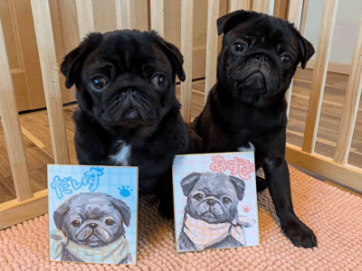 黒パグのだいず、はなぺちゃフェスティバル2025