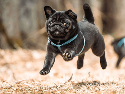 黒パグのだいず、お散歩デビューでフライングドッグ