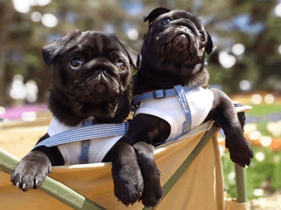 黒パグのだいず、ひたち海浜公園