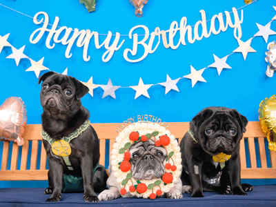 黒パグのだいず、HappyBirthdayお誕生日会