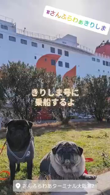 だいずのお迎え旅、きりしま号に乗船するよ