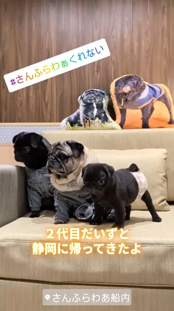 だいずのお迎え旅、2代目だいずと静岡にかえってきたよ