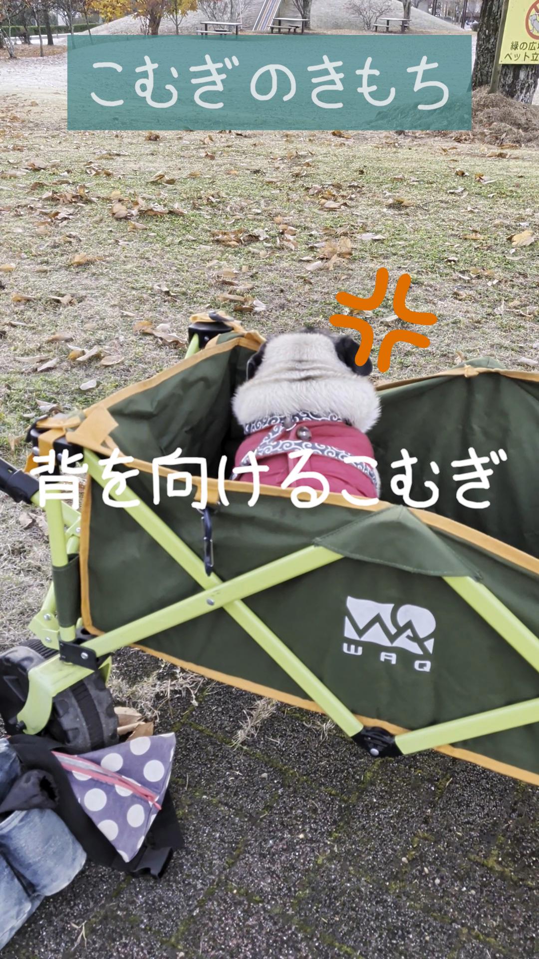 あずむぎは癒し、背を向けるこむぎ