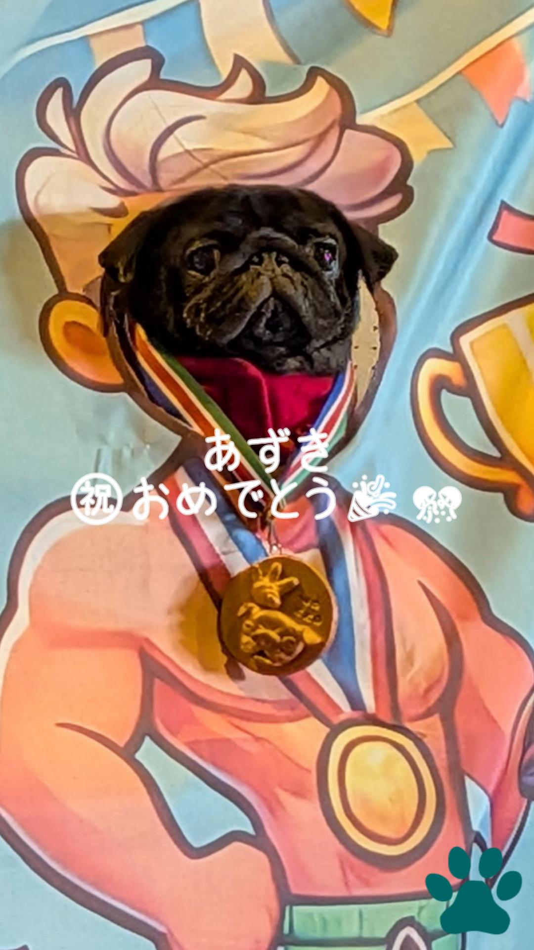 パグの運動会、パグの動画、パグのyoutube、パグダッシュ