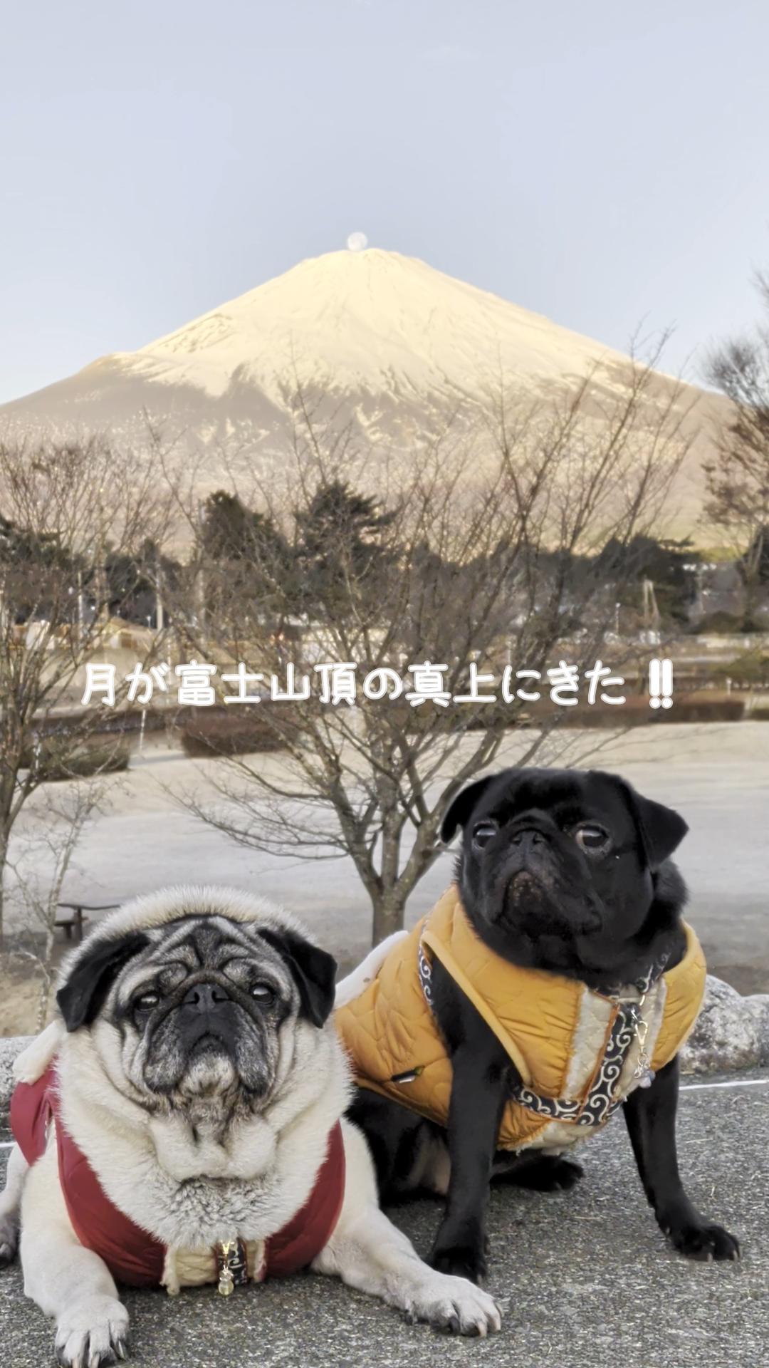 パグの動画、パグのyoutube、御殿場の富士山