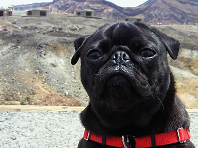 犬旅、阿蘇山の火口とパグのちょび