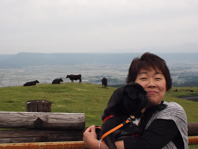 犬旅、阿蘇に放牧されている牛とパグのちょび