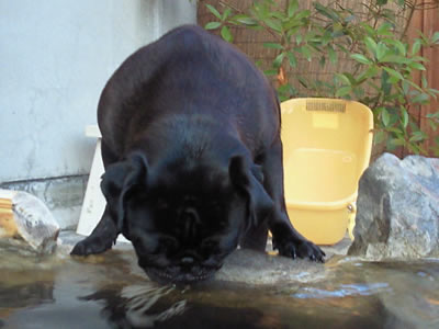 犬旅、由布院の吾亦紅の温泉と温泉を飲もうとするパグのちょび