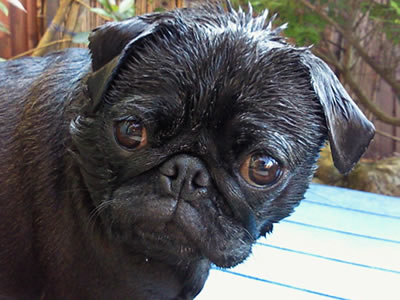 犬旅、由布院の吾亦紅の温泉とお風呂上りのパグのちょび