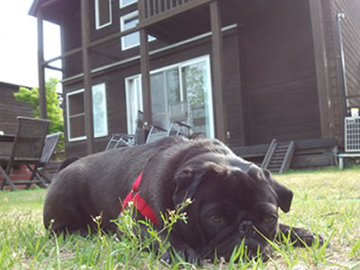 犬旅、レジーナの森のコテージのドッグランとパグのちょび