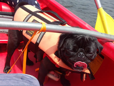 犬旅、レジーナの森でボートにのるパグのちょび