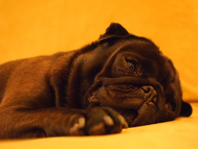 犬旅、レジーナの森でまったりするパグのちょび