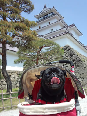 犬旅、鶴ヶ城とパグのちょび