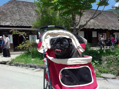 犬旅、大内宿でパグとねぎそば