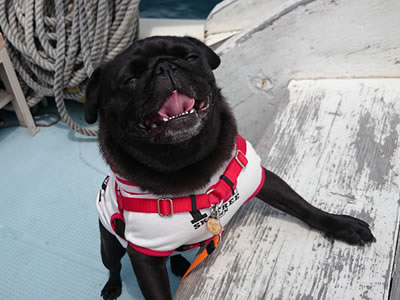 犬旅、天草でイルカウォッチングで船に乗ってるパグのちょび