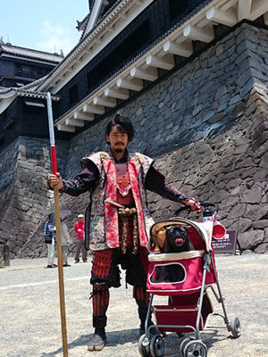 犬旅、熊本城のおもてなし武将隊とパグのちょび