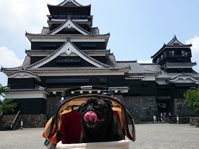 犬旅、熊本城の天守閣とパグのちょび