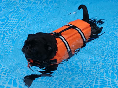 犬旅、那須のプールで泳ぐパグのちょび