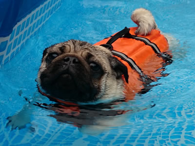 犬旅、那須のプールで泳ぐパグのこむぎ