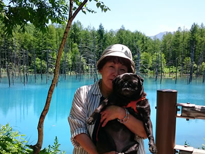 犬旅、美瑛の白金青い池とパグのちょび
