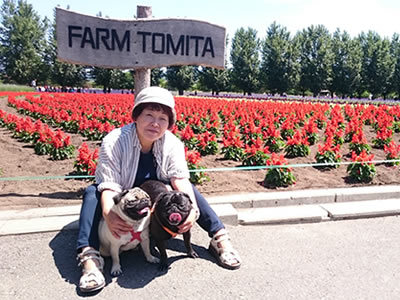 犬旅、パグと富良野のファーム富田