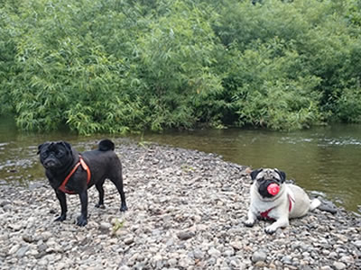 犬旅、パグとニセコ尻別川の川下り