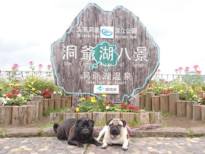 犬旅、パグと洞爺湖、乃の風リゾート
