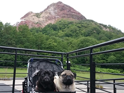 犬旅、パグと有珠山ロープウェイと昭和新山