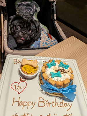 あずきの誕生日、わんこのケーキ、ビワドッグ