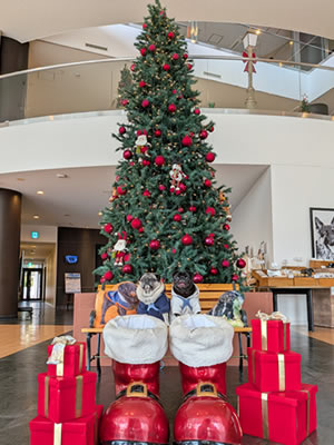 犬旅、ビワドッグ、クリスマス