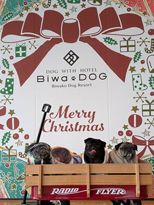 犬旅、ビワドッグ、クリスマス