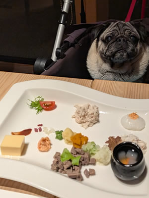 犬旅、わんこごはん