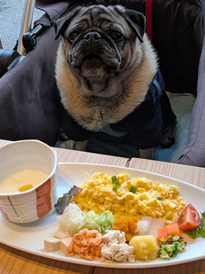 犬旅、わんこごはん