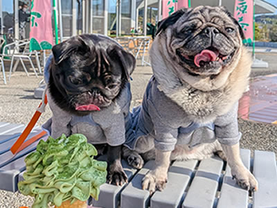 犬旅、そらっと牧之原、抹茶ソフトクリーム