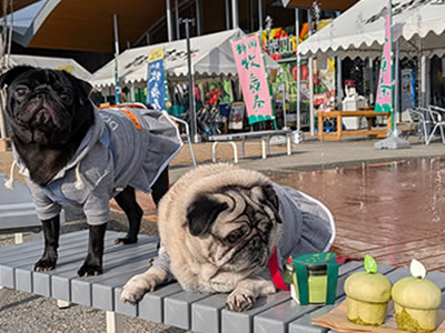 犬旅、そらっと牧之原、プリン、あんぱん