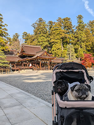 犬旅、多賀大社
