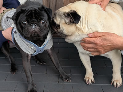 パグ、あずき、いちご