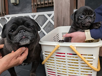 パグ、だいず、ねね