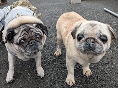 パグ、こむぎ、そら